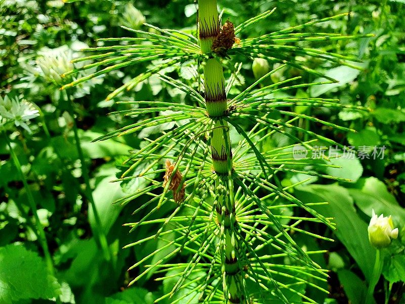 普通马尾 (Equisetum arvense)